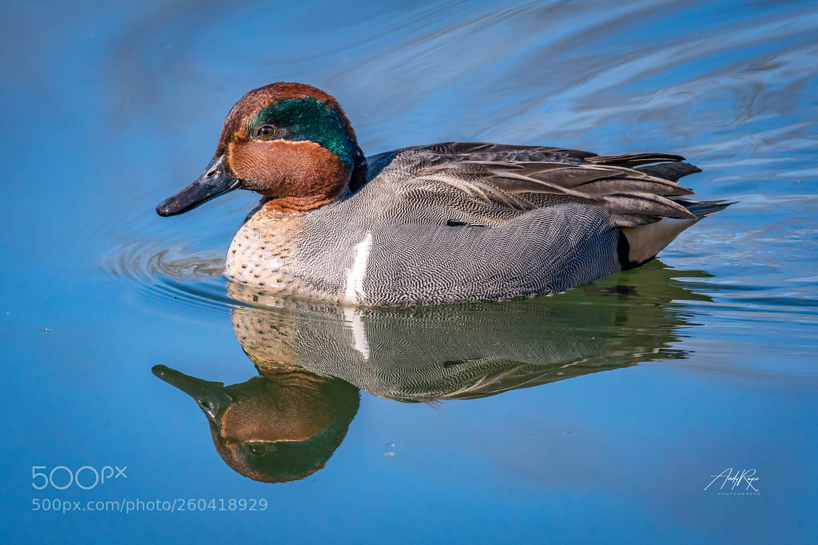 Sony ILCA-77M2 sample photo. Green-winged teal photography