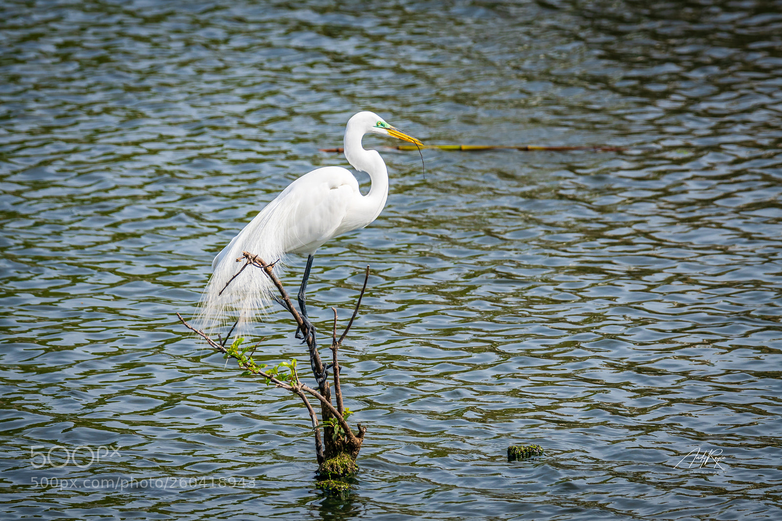 Sony ILCA-77M2 sample photo. Snow egret photography