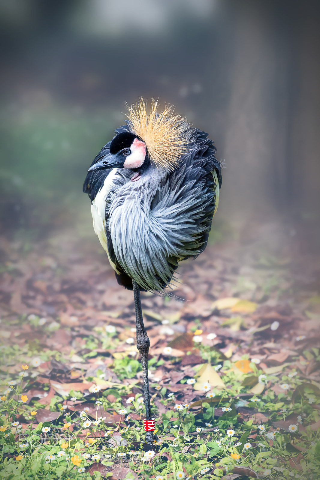 Nikon D500 sample photo. One leg photography