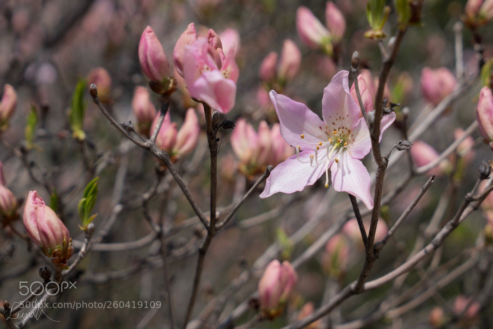 Sony a7R II sample photo. A herald of spring photography
