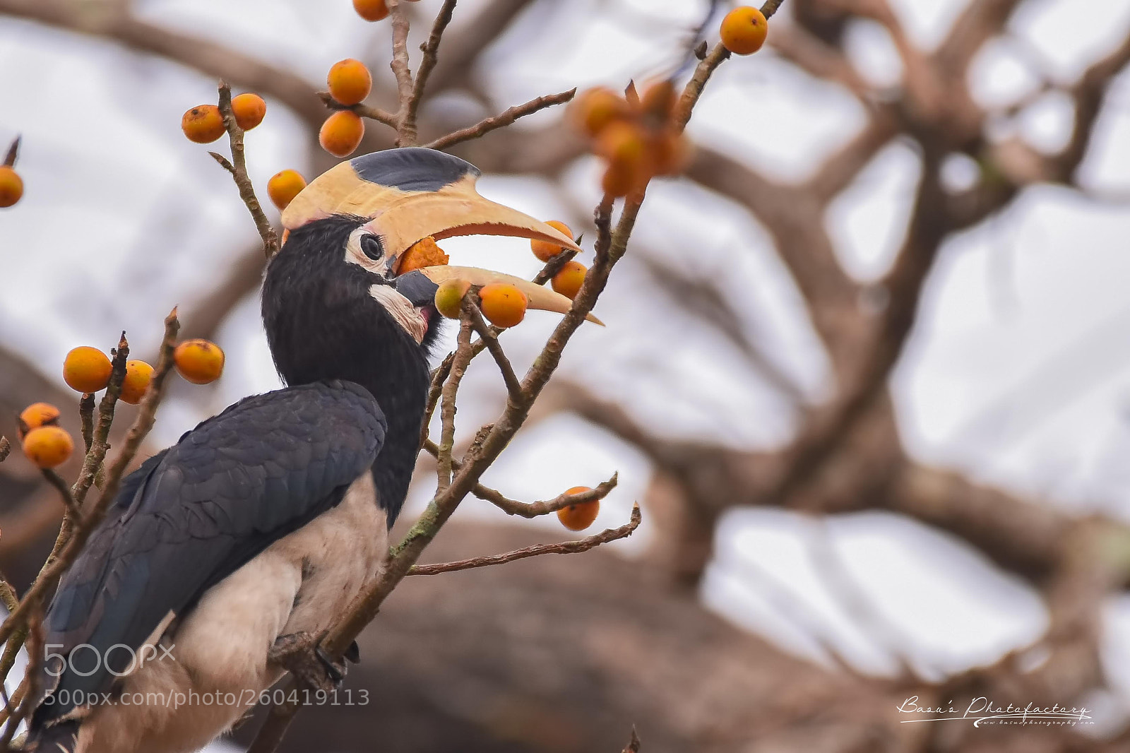 Nikon D810 sample photo. Malbar pied hornbill f photography