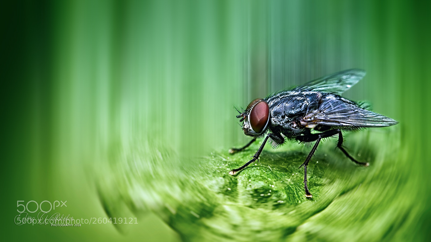 Nikon D5100 sample photo. Fly ii photography