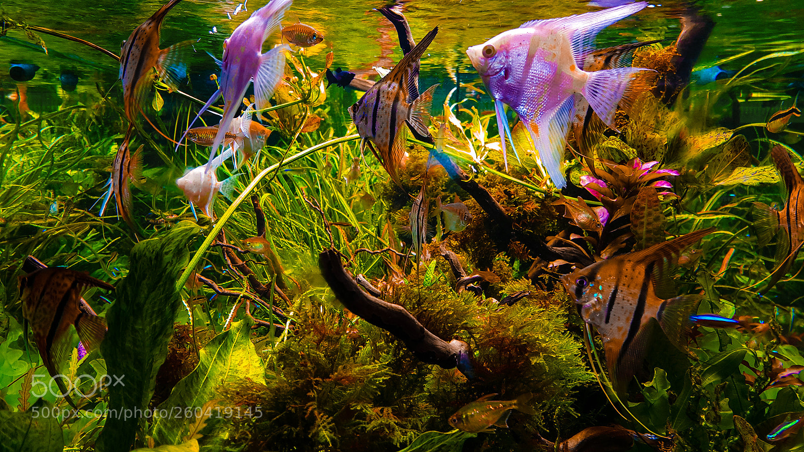 Samsung Galaxy Note4 sample photo. Sea world photography