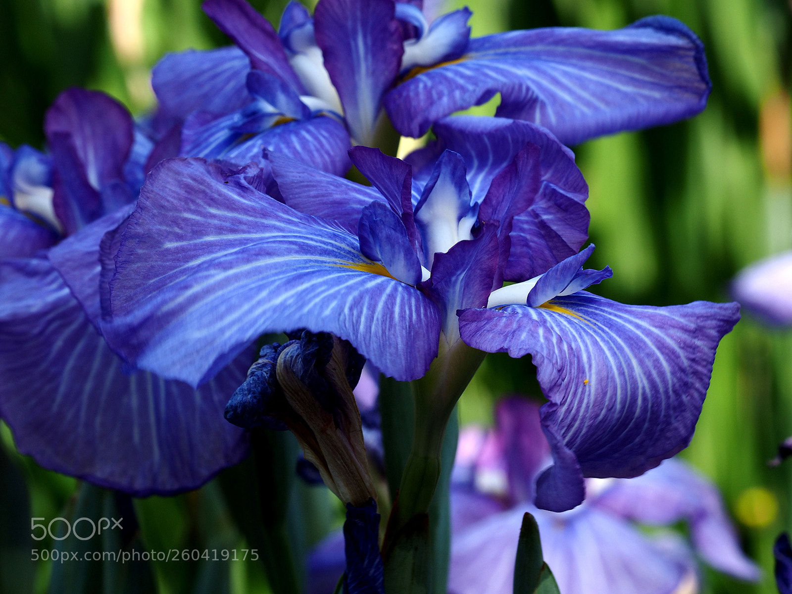 Olympus OM-D E-M1 sample photo. Blue irises photography