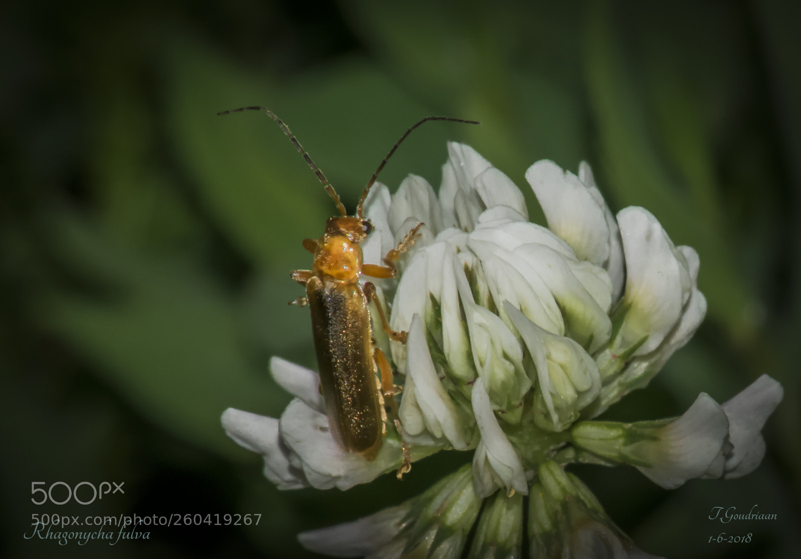 Nikon D5300 sample photo. Orange beetle photography