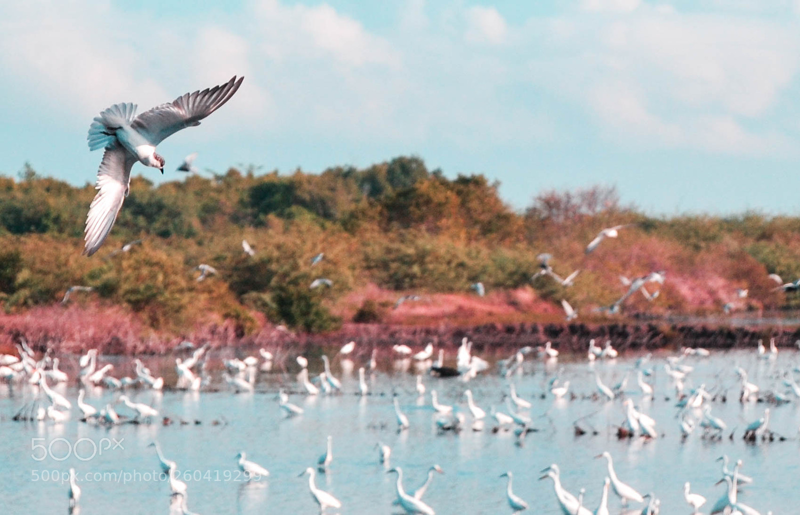 Nikon D3100 sample photo. Kagawasan (freedom) photography