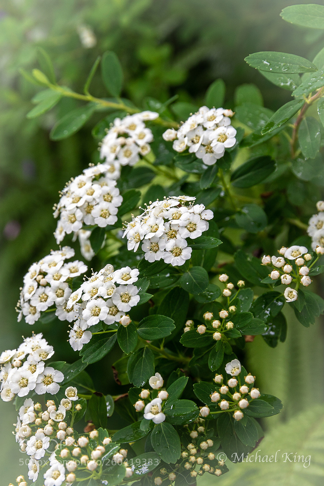 Canon EOS 7D Mark II sample photo. White spirea. photography