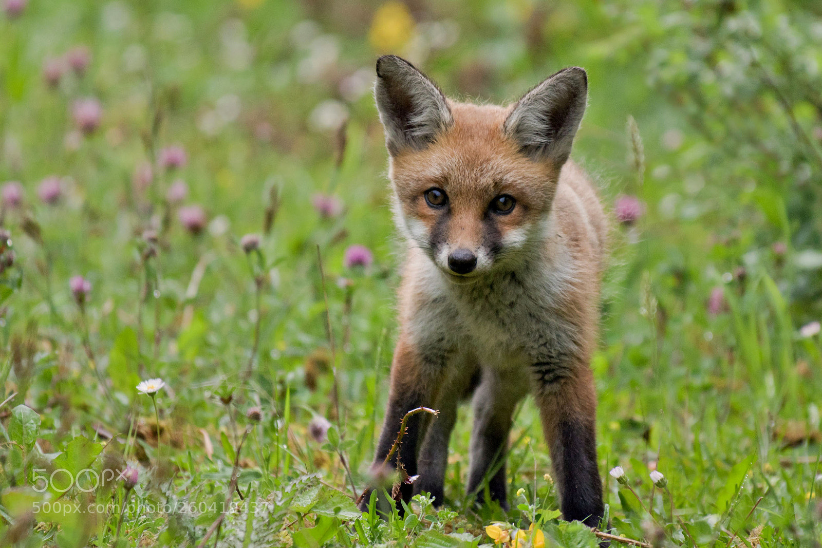 Canon EOS 7D Mark II sample photo. Fox cub photography