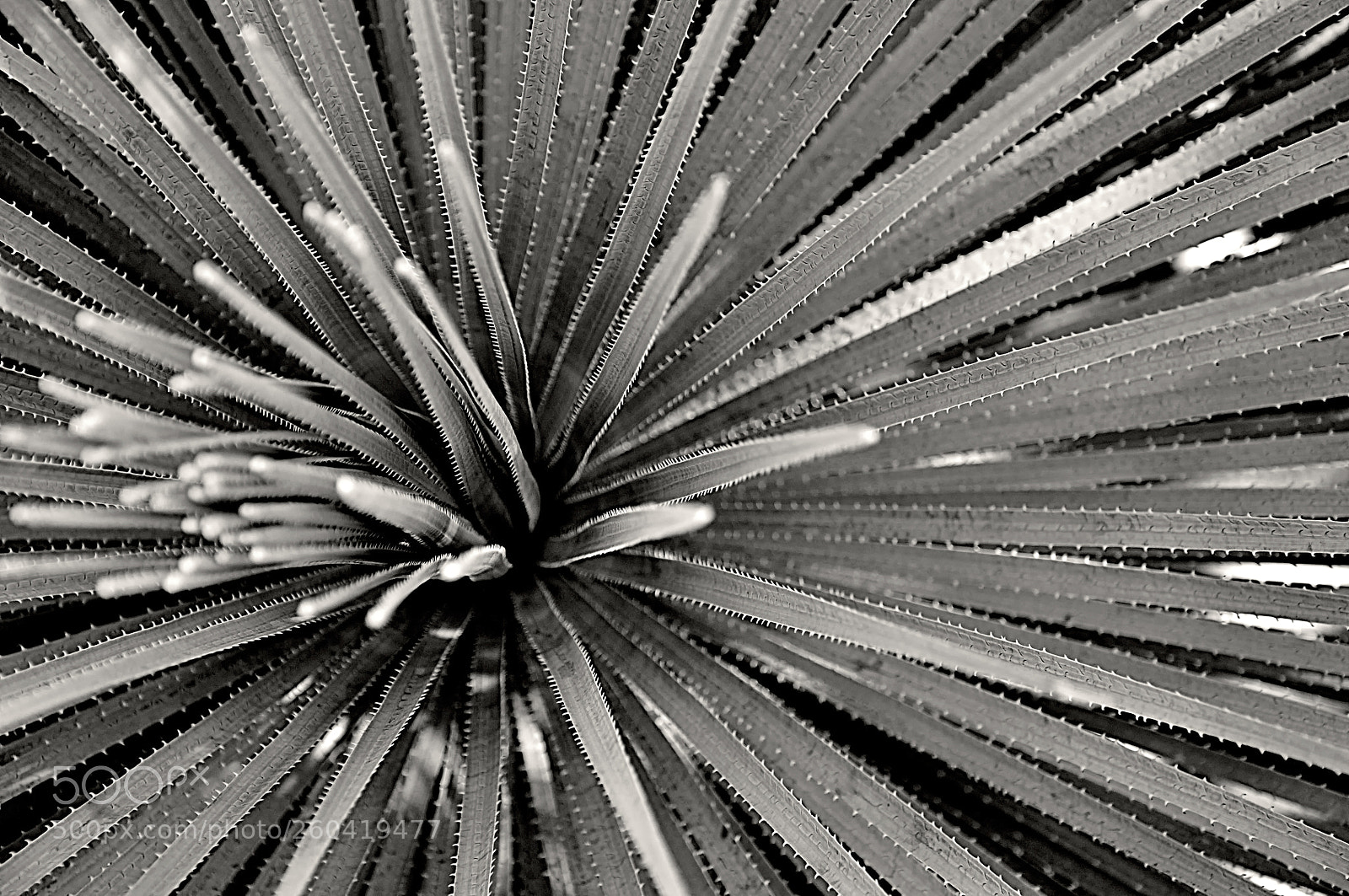 Nikon D90 sample photo. Cactus photography