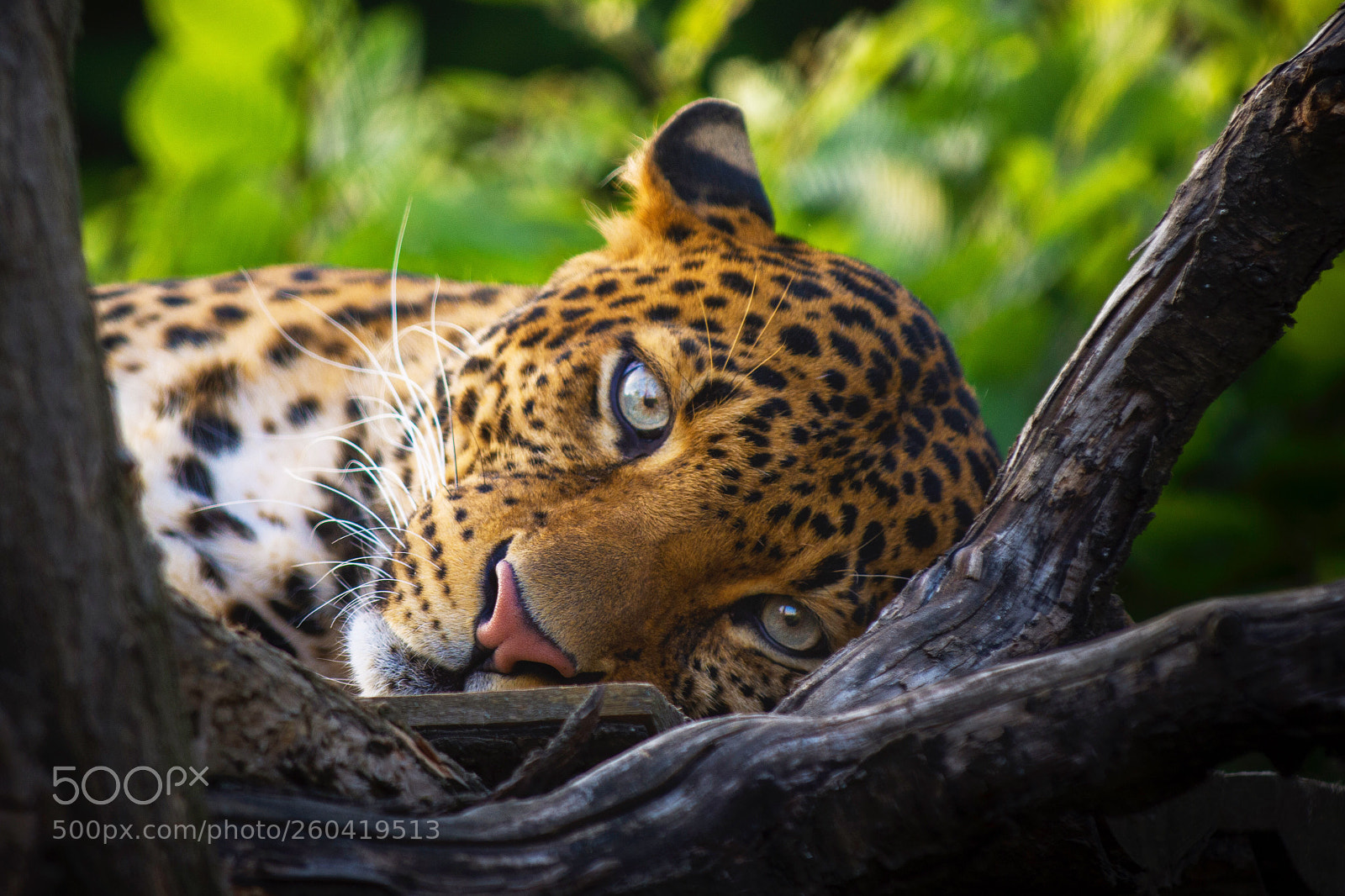 Nikon D7200 sample photo. Javan leopard photography