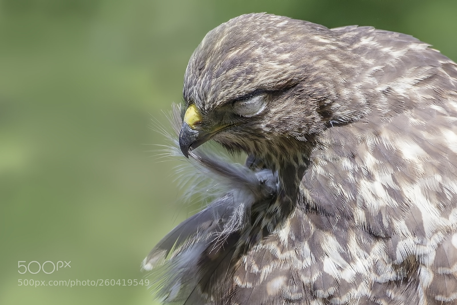 Canon EOS-1D X sample photo. Buzzard photography