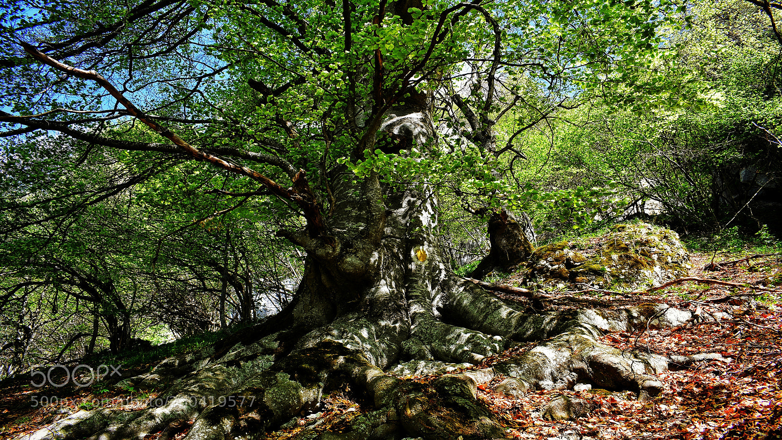 Nikon D3400 sample photo. Old tree photography