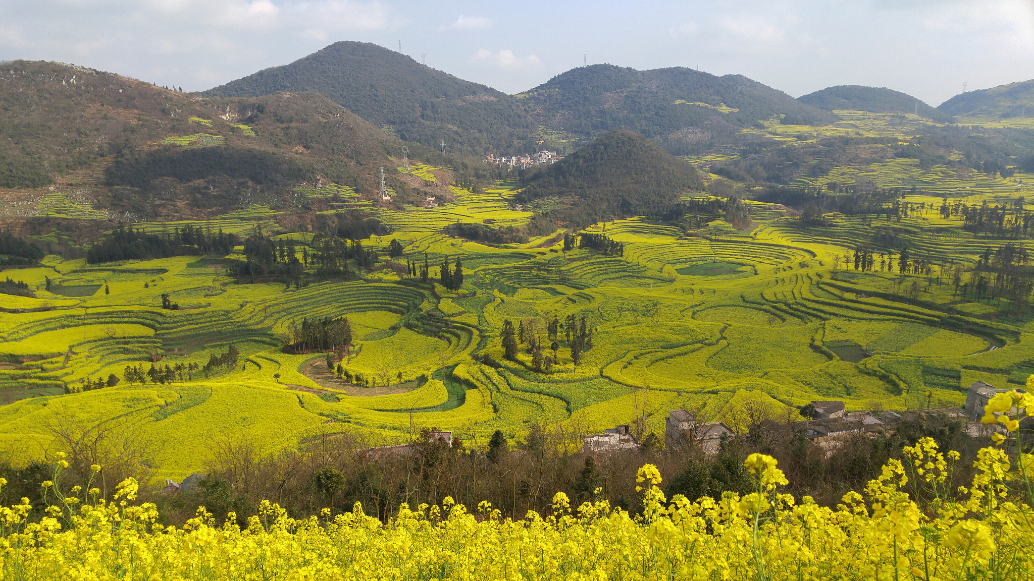 LG H818P sample photo. Luoping canola field. photography