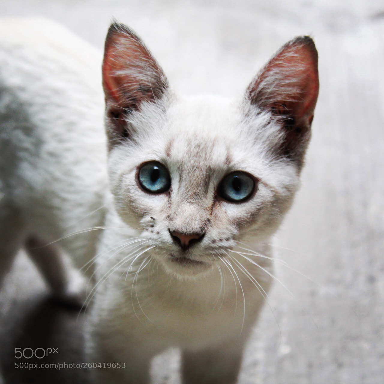Canon EOS 1300D (EOS Rebel T6 / EOS Kiss X80) sample photo. White cat photography