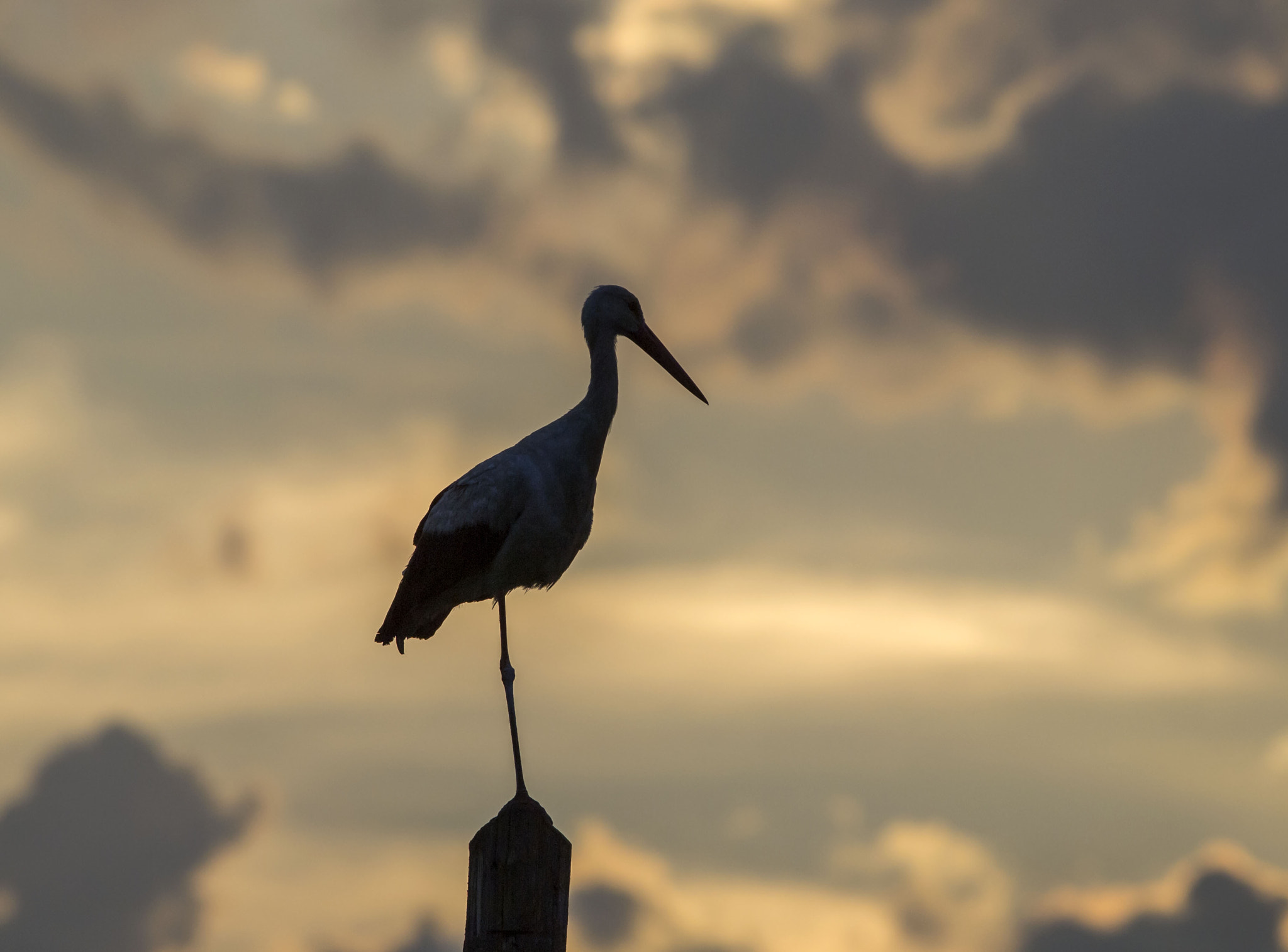 Olympus E-5 sample photo. White stork 1 photography