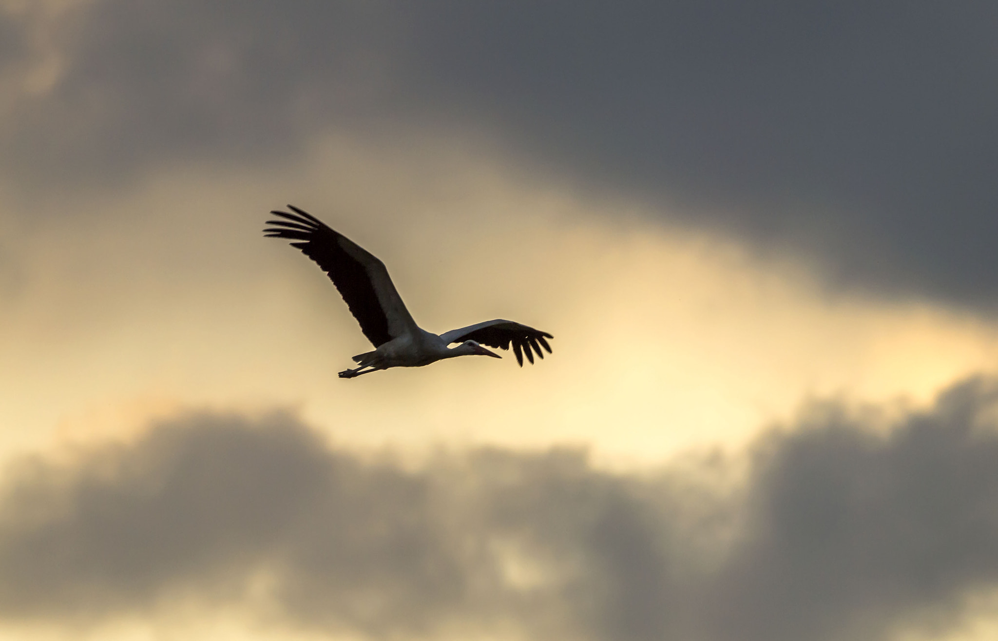 Olympus E-5 sample photo. White stork 2 photography