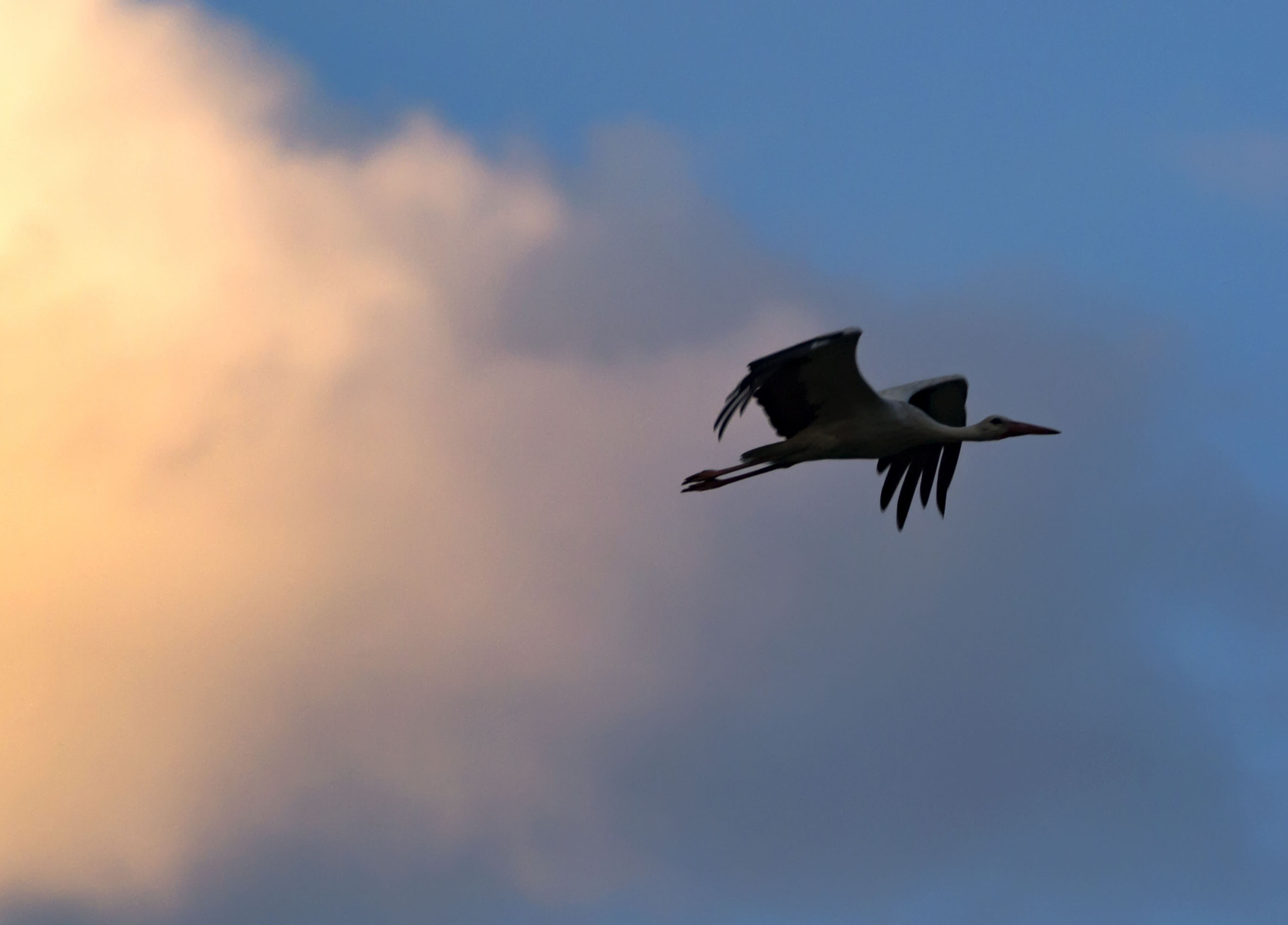 Olympus E-5 sample photo. White stork 3 photography