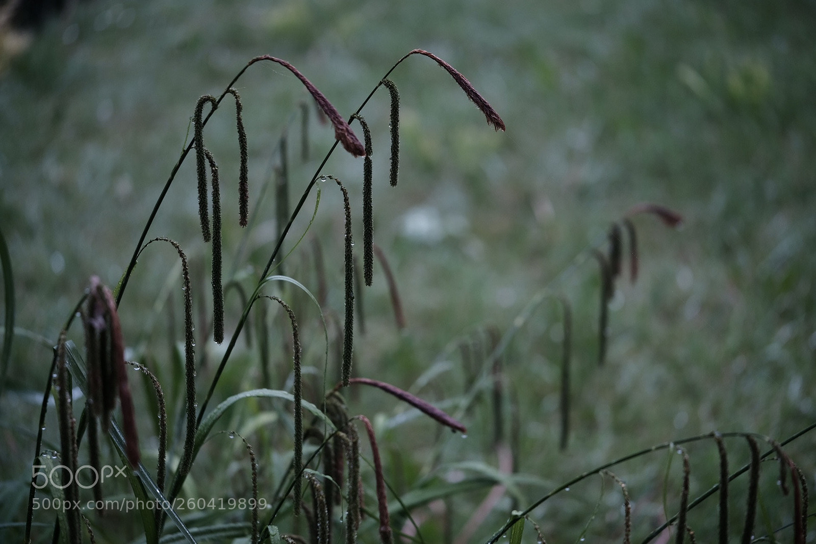 Fujifilm X-Pro2 sample photo. A misty day in photography