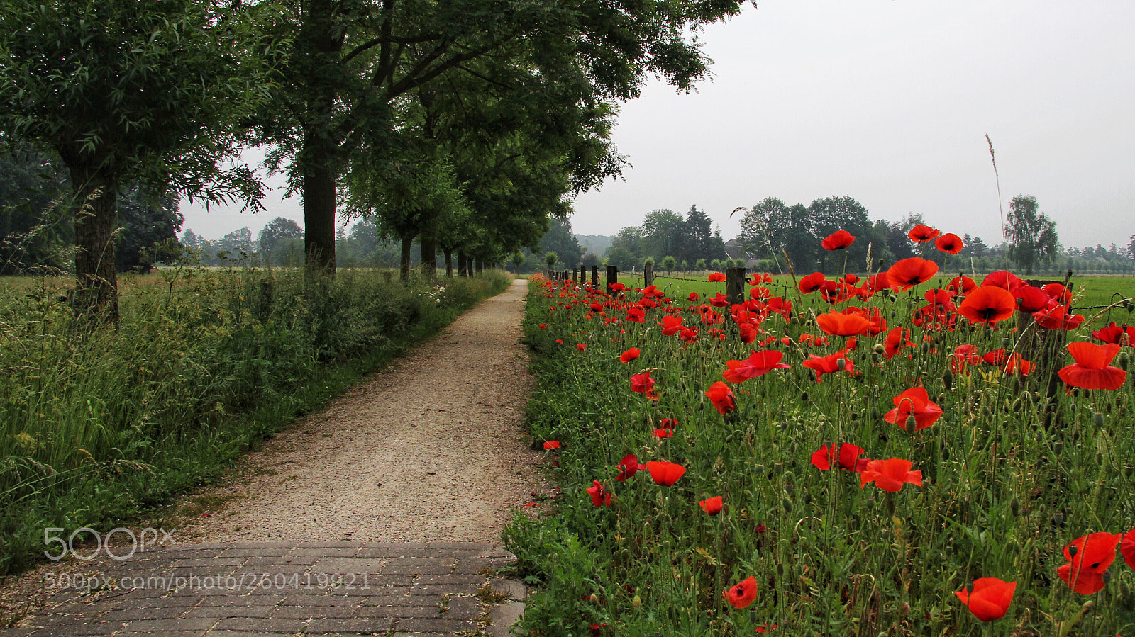 Canon EOS 60D sample photo. Untitled photography