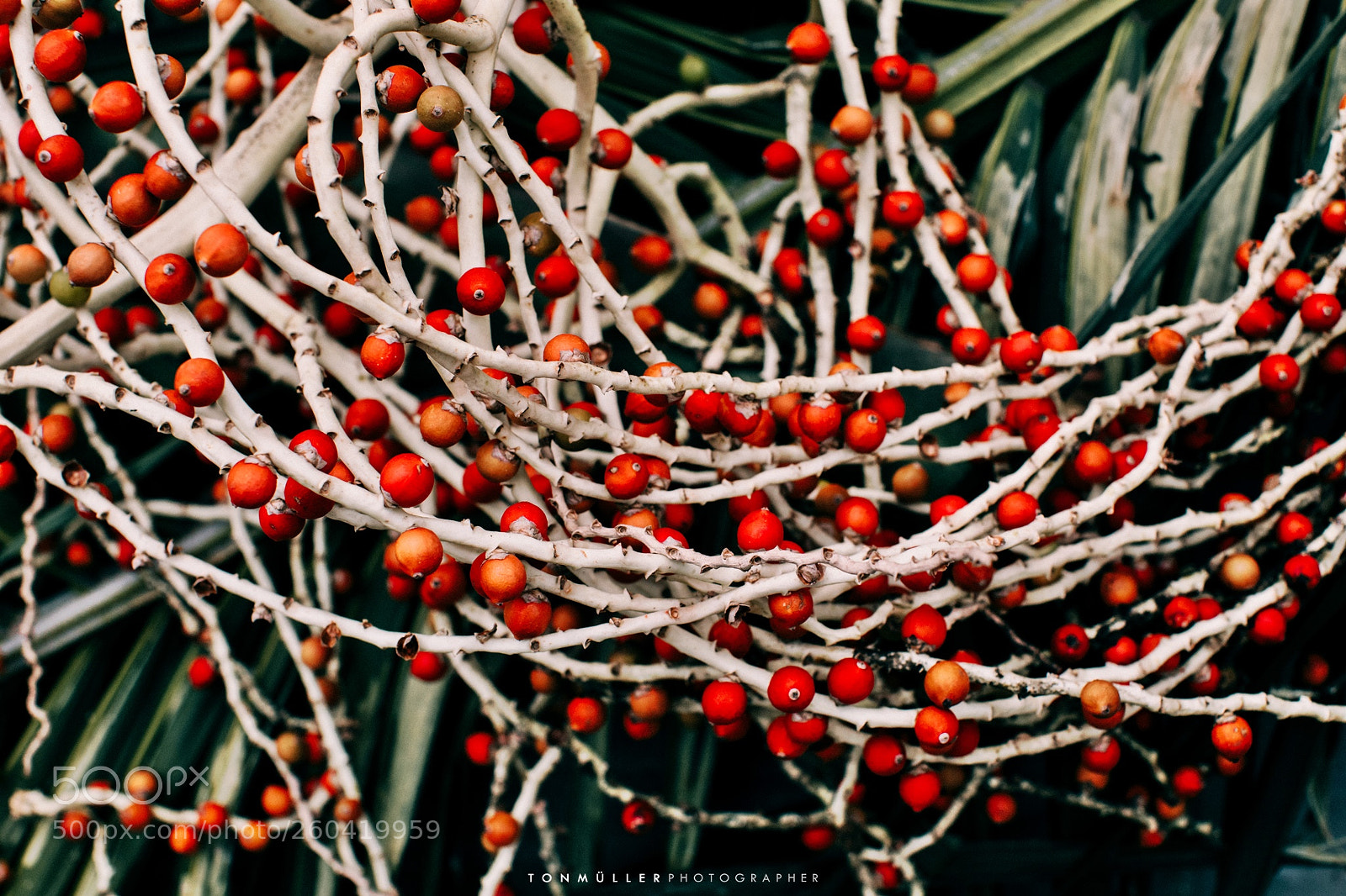 Canon EOS 5D Mark IV sample photo. Outono ton m ller photography