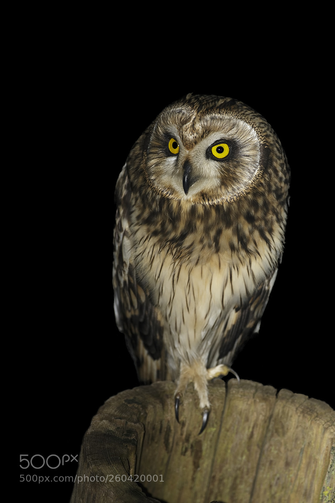 Canon EOS-1D X sample photo. Short-eared owl photography