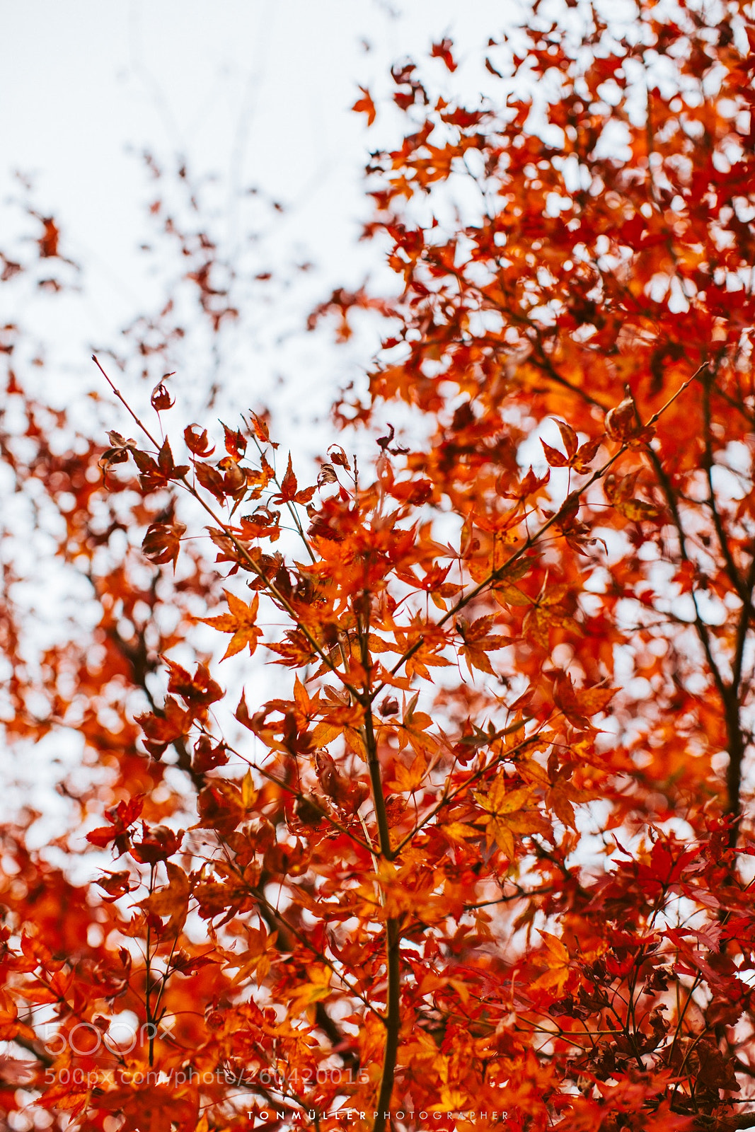 Canon EOS 5D Mark IV sample photo. Outono ton m ller photography