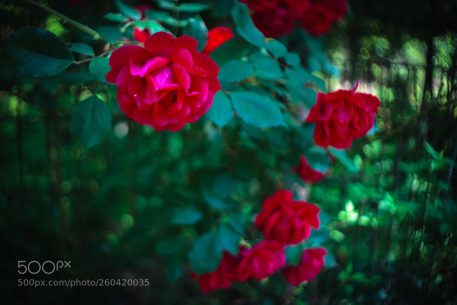 Canon EOS 5D sample photo. Roses photography