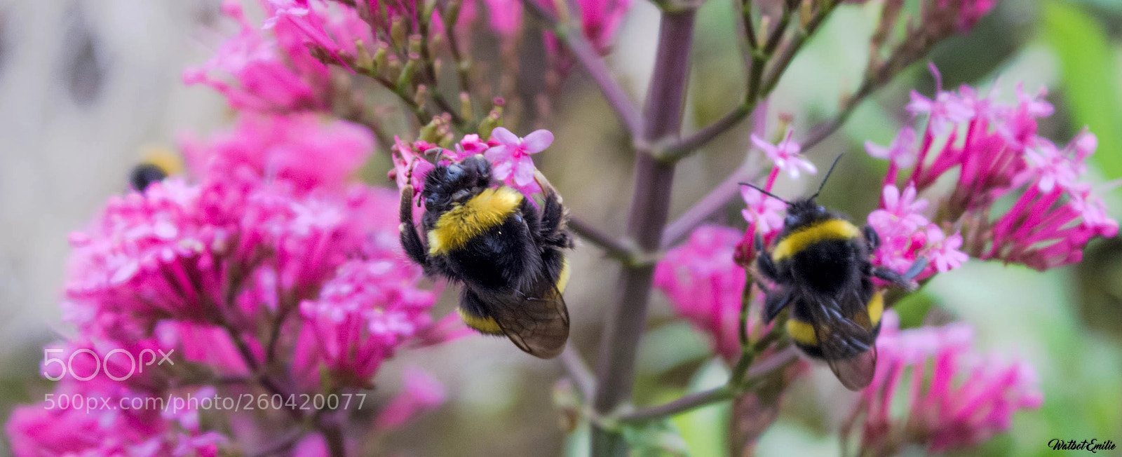 Canon EOS 1200D (EOS Rebel T5 / EOS Kiss X70 / EOS Hi) sample photo. Abeilles butinant photography
