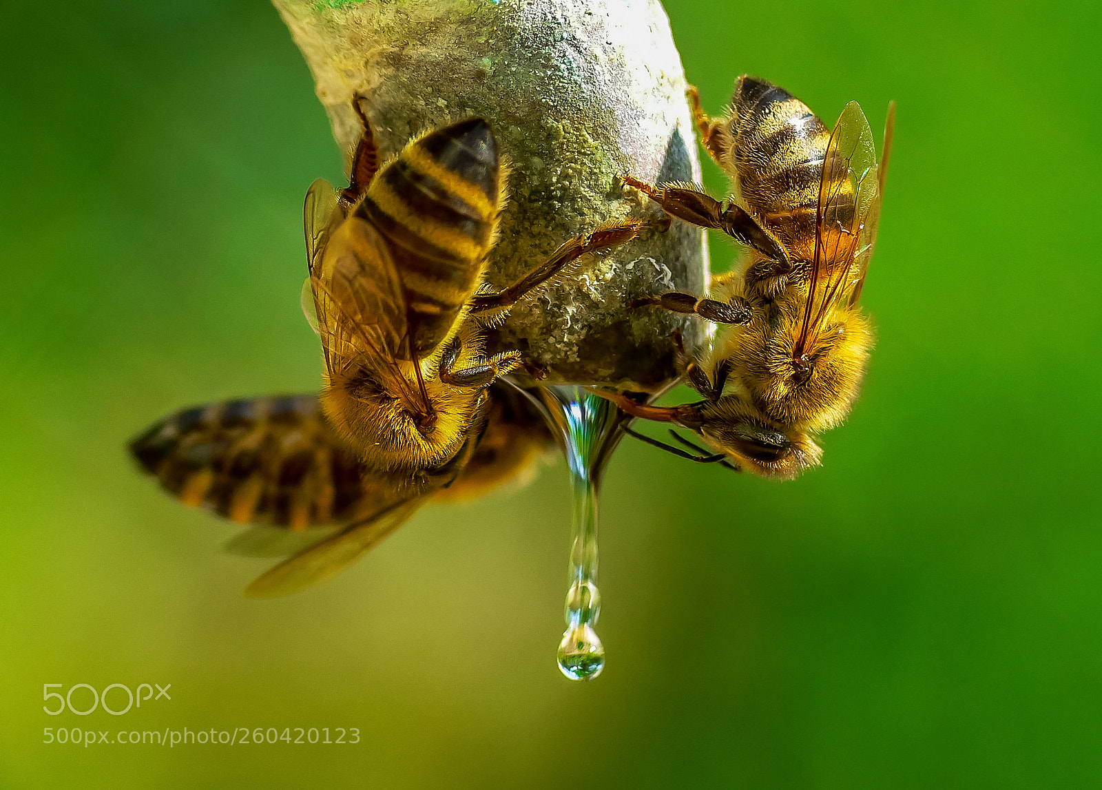 Panasonic DMC-FZ30 sample photo. Thirsty bees photography