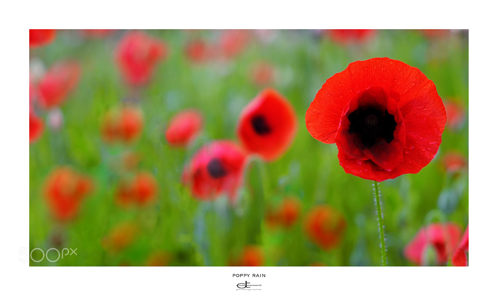 Fujifilm X-Pro2 sample photo. Poppy rain photography