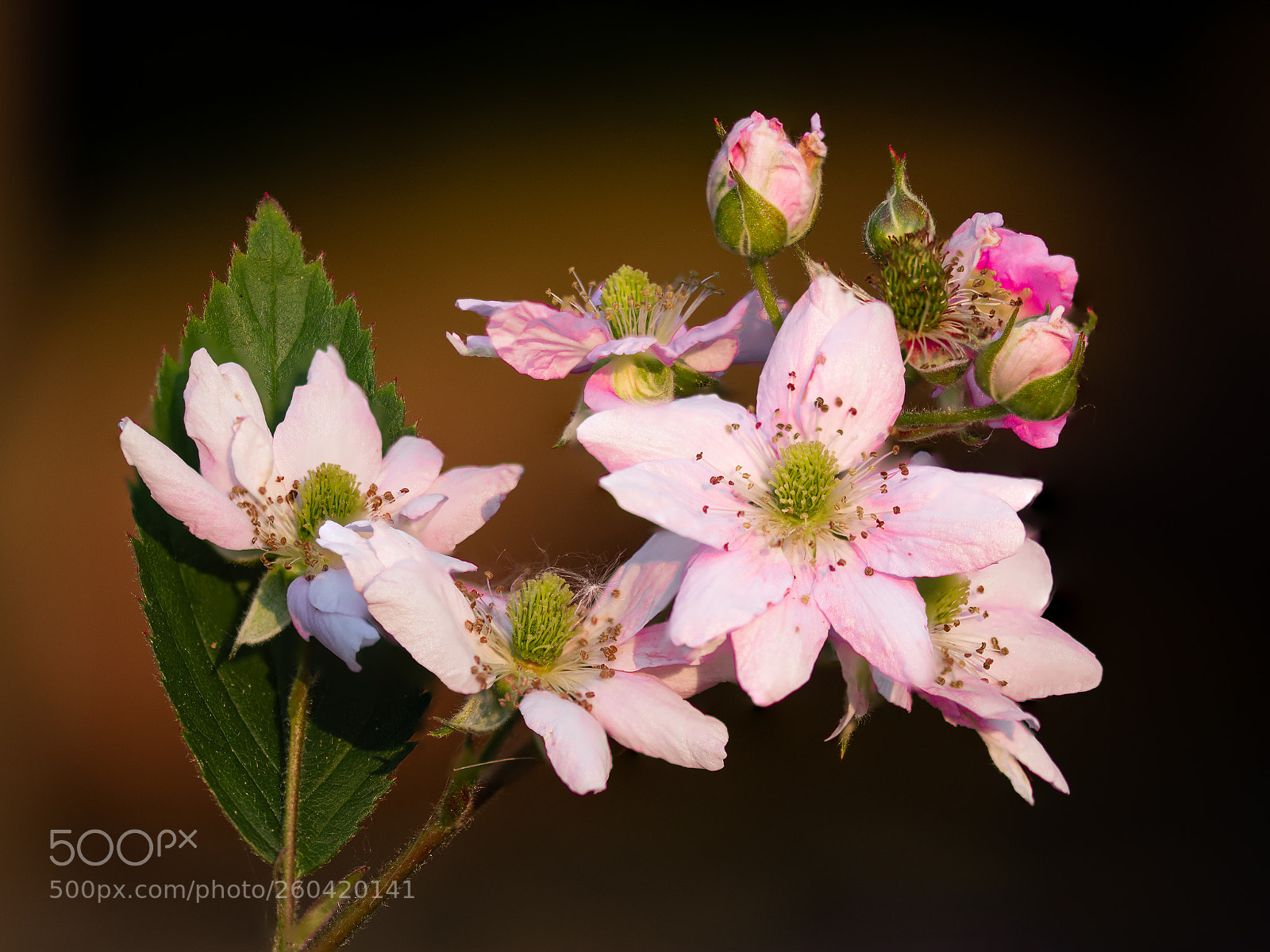 Nikon D7200 sample photo. Blackberry arm photography