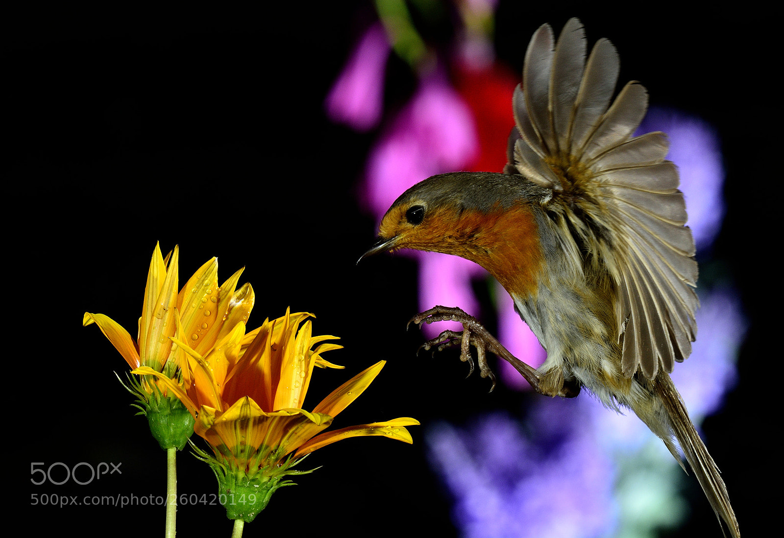 Nikon D7100 sample photo. Peti photography