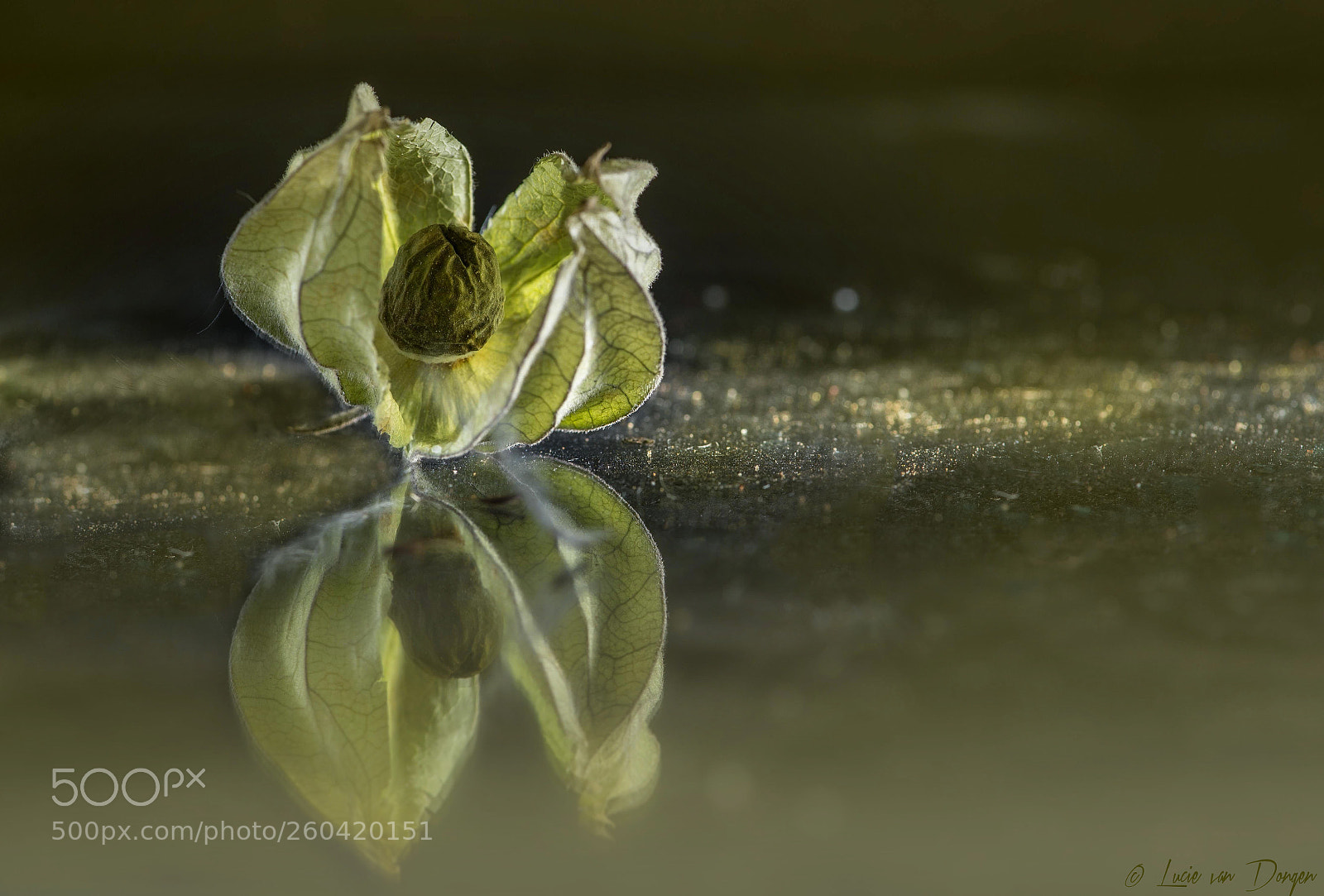 Nikon D610 sample photo. Dried physalis photography