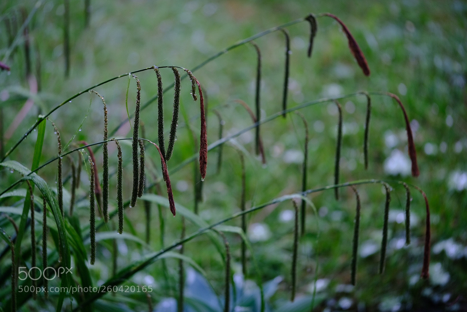 Fujifilm X-Pro2 sample photo. Misty photography