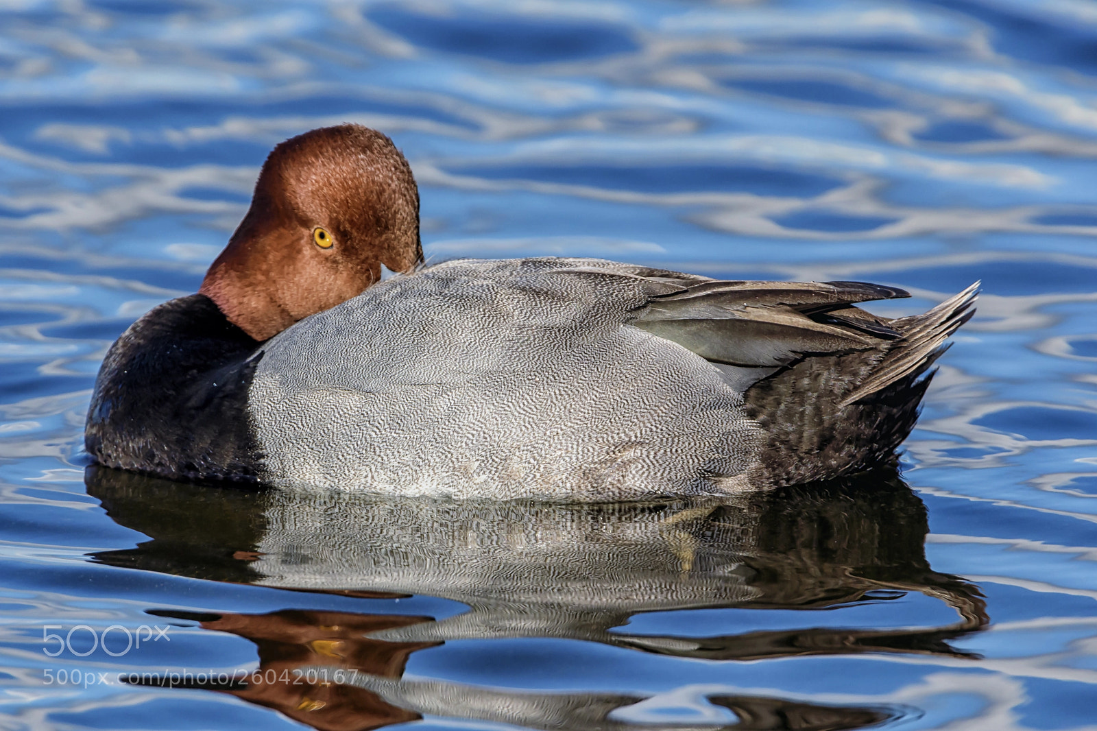 Nikon D500 sample photo. Redheaded duck photography