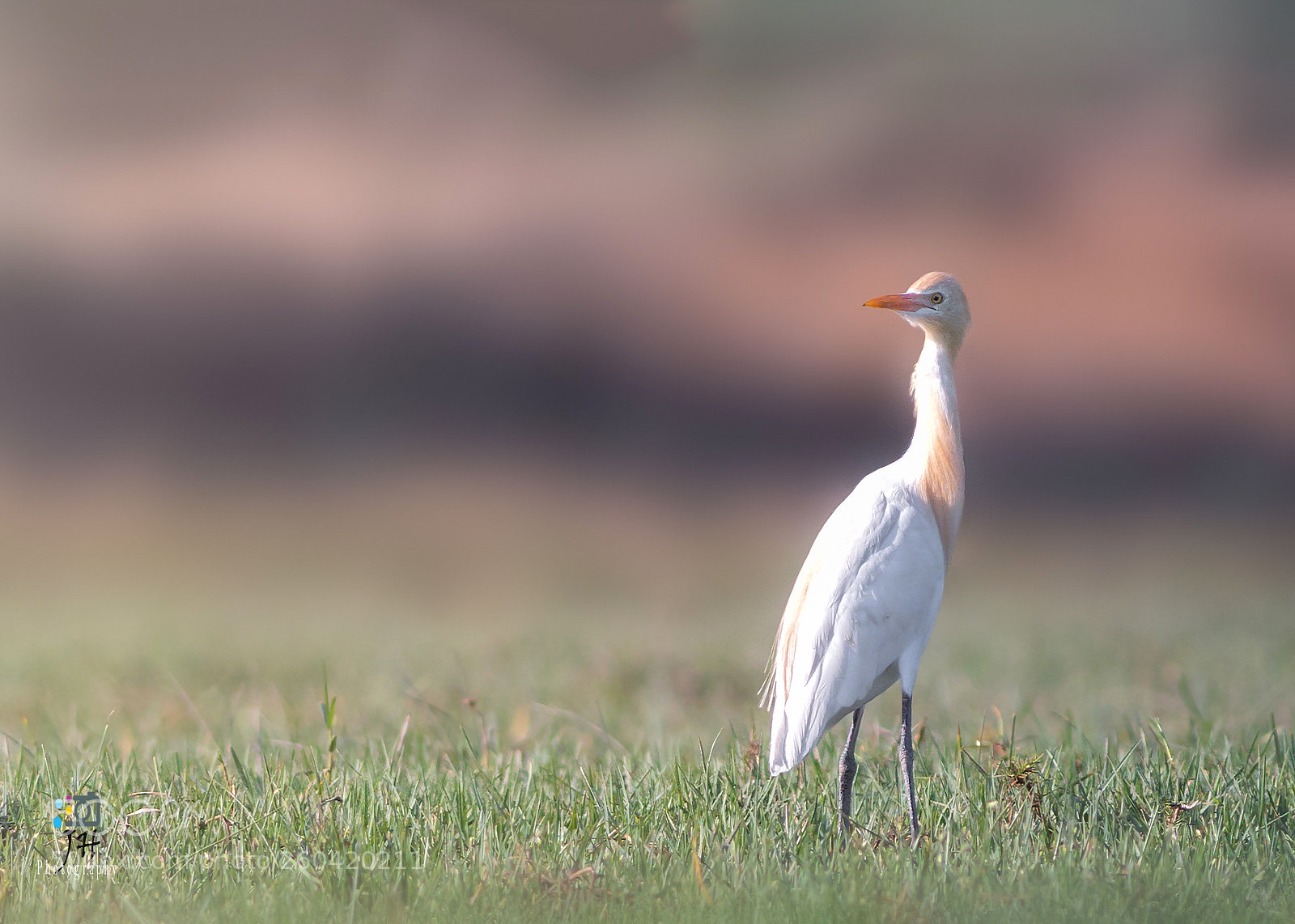 Canon EOS 70D sample photo. Cattle egret photography
