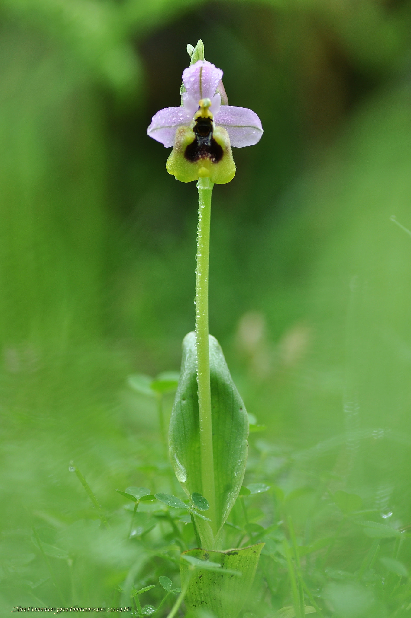 Nikon D90 sample photo. Ophrys tenthredinifera photography