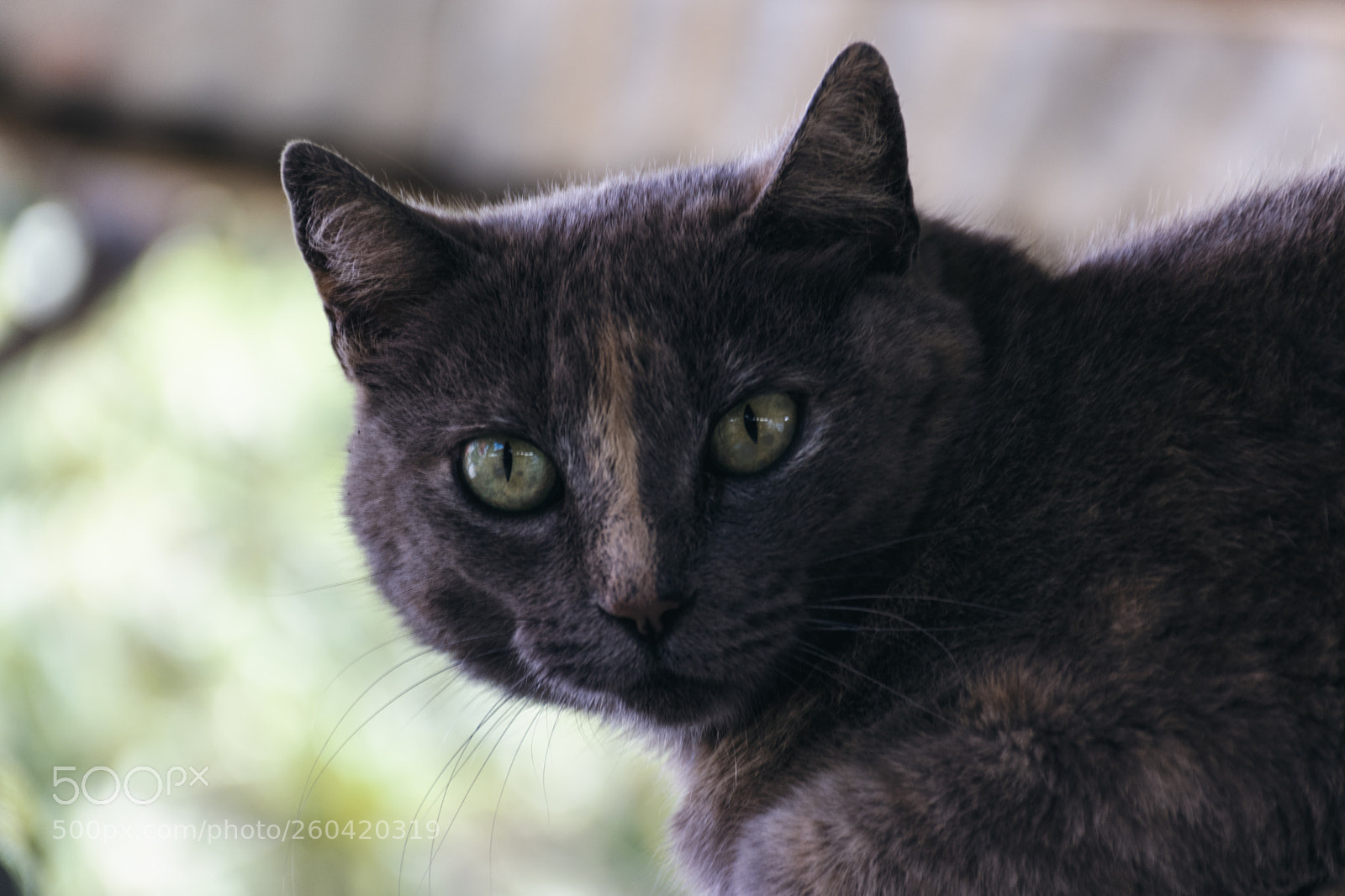 Nikon D3400 sample photo. Untitled photography