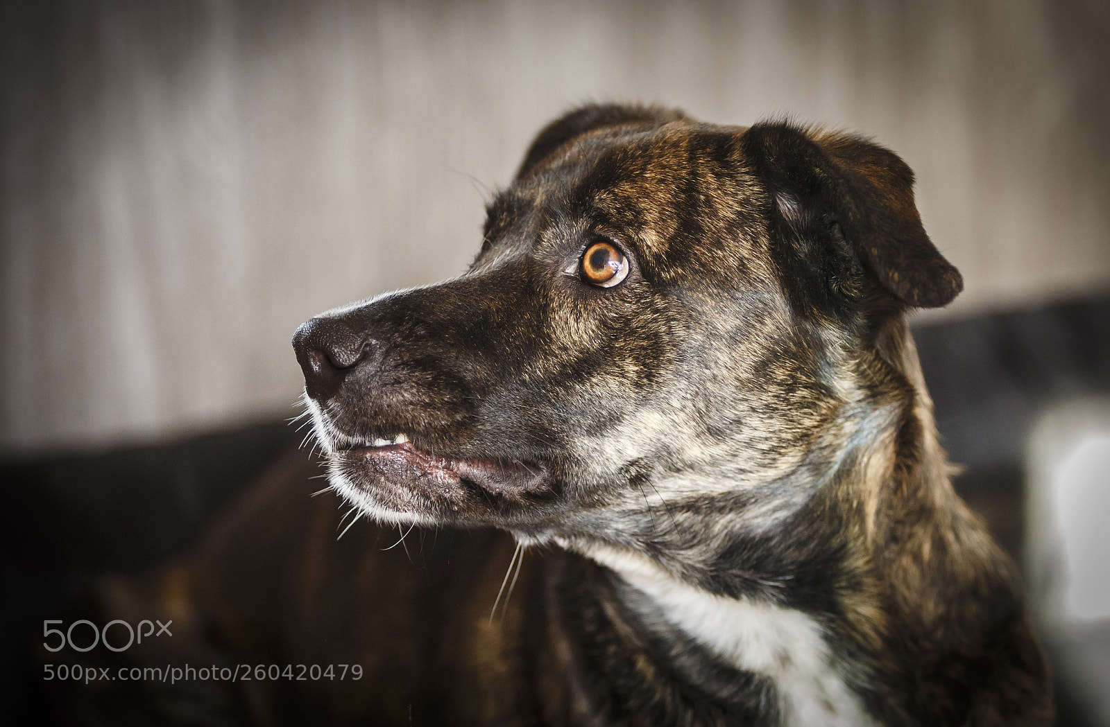 Canon EOS 6D sample photo. Portrait of a dog photography
