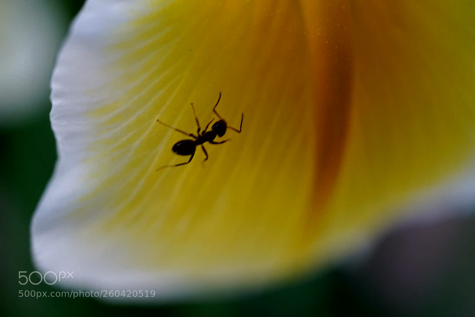 Sony a6000 sample photo. #ant on a flower photography