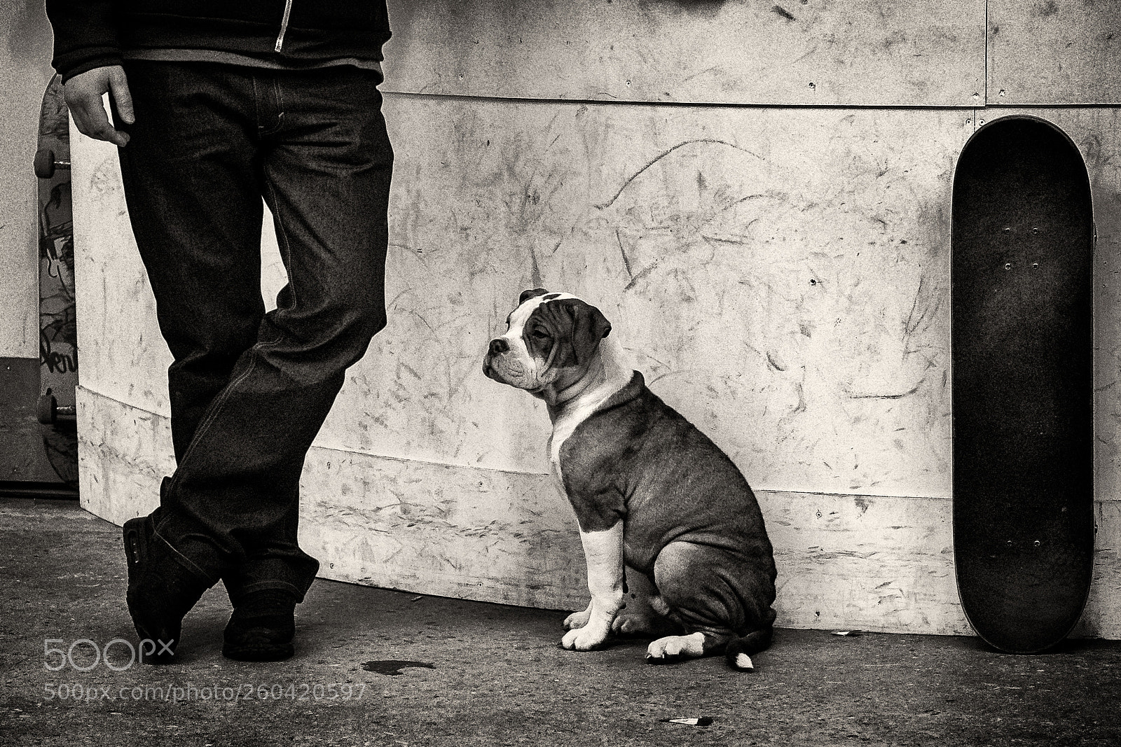 Olympus OM-D E-M5 sample photo. Skater dog photography