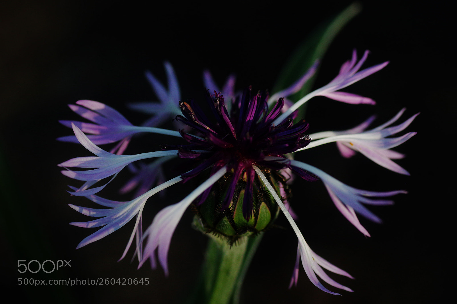 Pentax K-3 sample photo. Cornflower photography