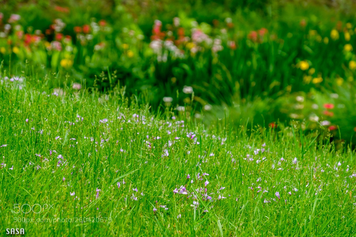 Fujifilm X-Pro2 sample photo. Spring  photography