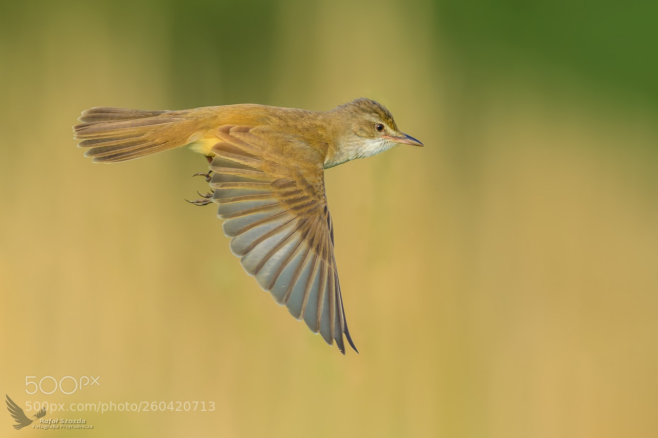 Nikon D500 sample photo. Trzciniak, great reed-warbler acrocephalus photography