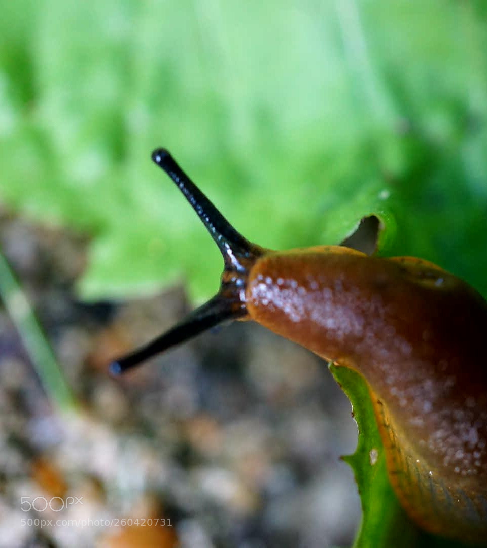Sony a6000 sample photo. #slug in the  garden photography