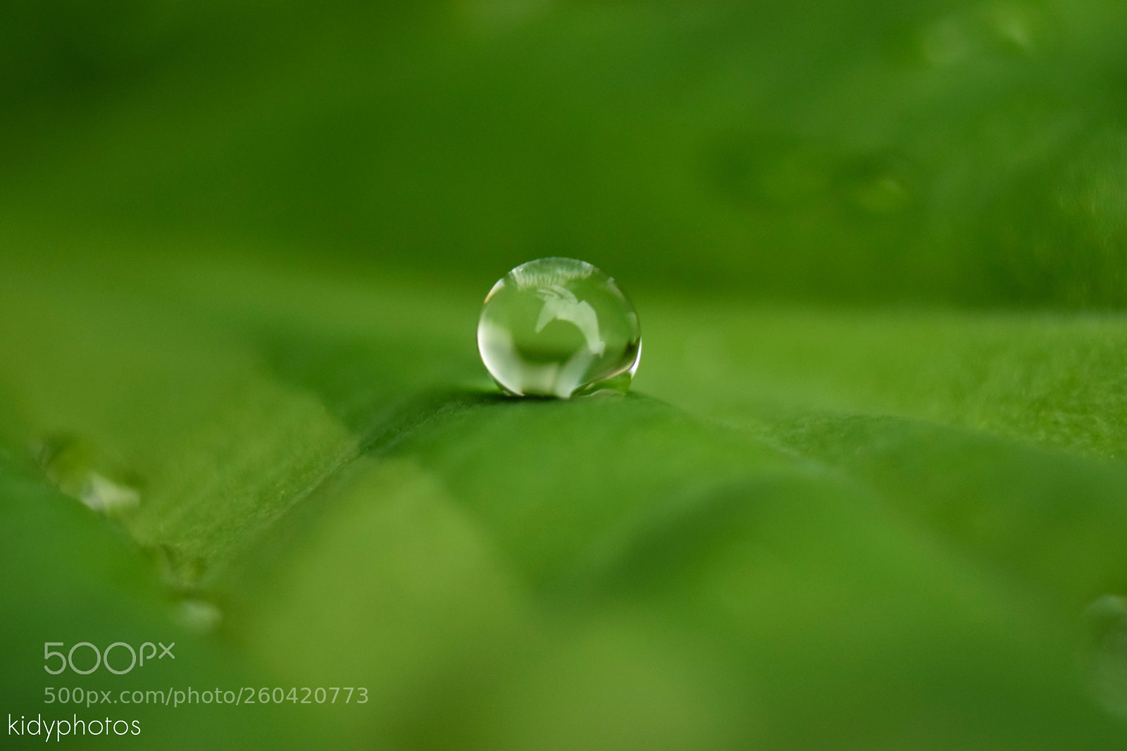 Nikon D5300 sample photo. After the rain has photography