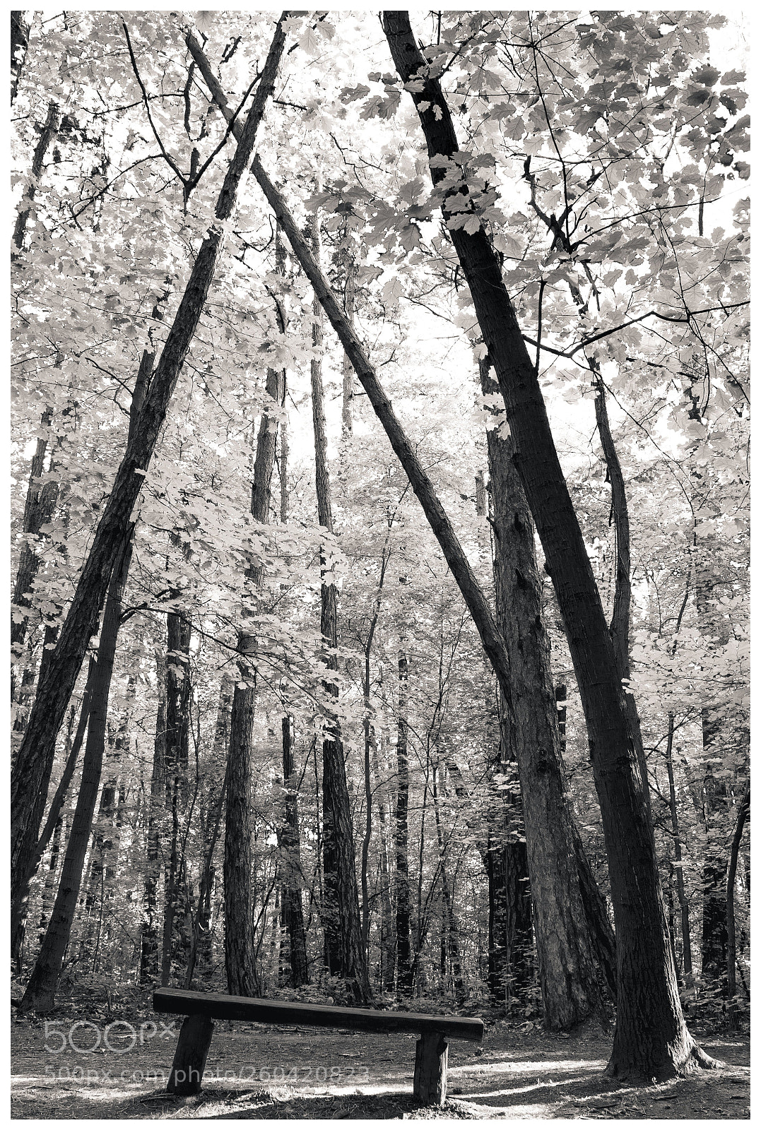 Nikon D5300 sample photo. Shapes of the forest photography