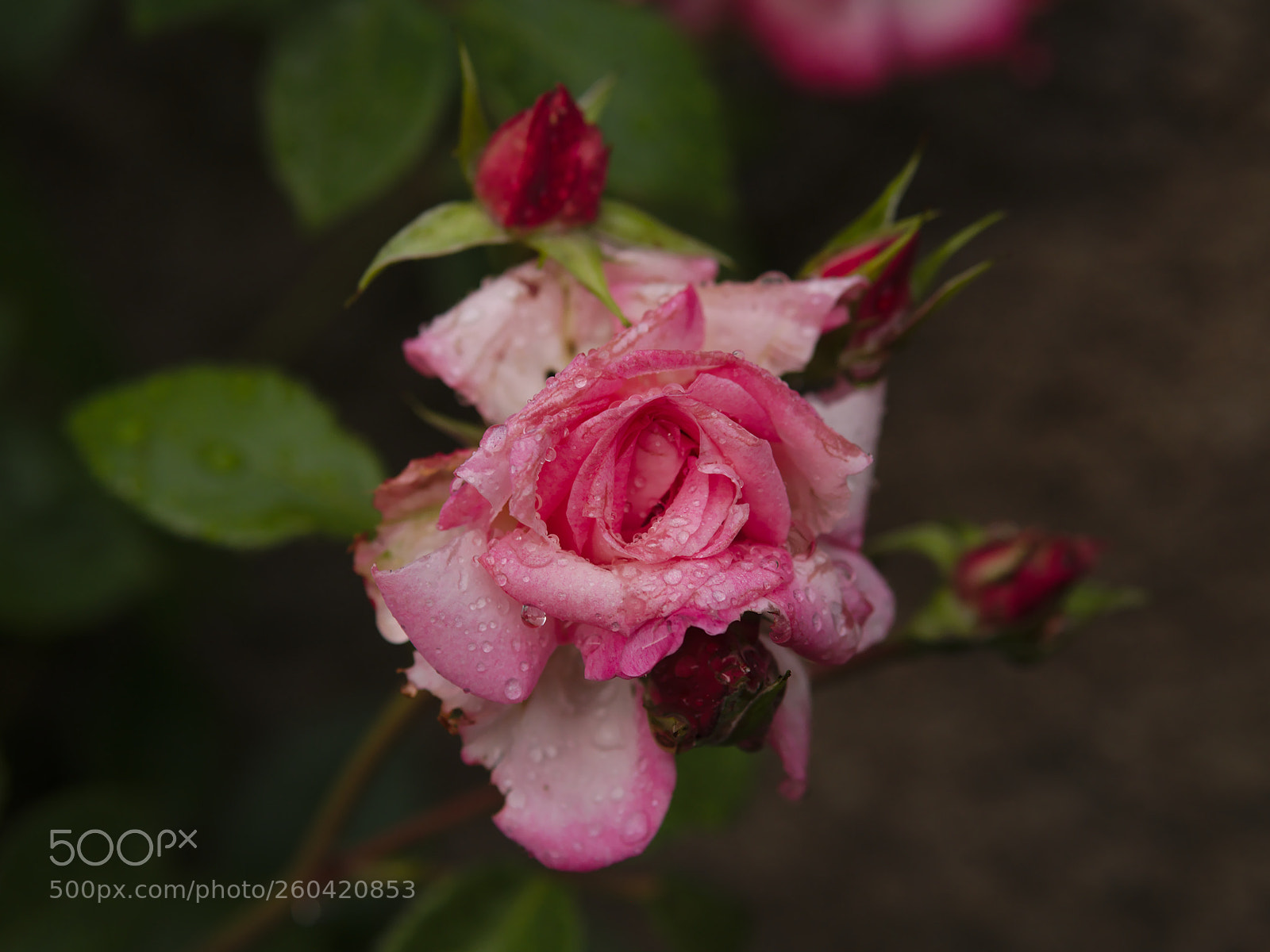 Panasonic Lumix DMC-GX85 (Lumix DMC-GX80 / Lumix DMC-GX7 Mark II) sample photo. Rose photography