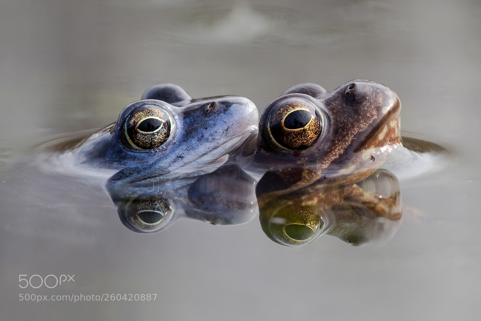 Canon EOS 6D sample photo. Frog reflection photography