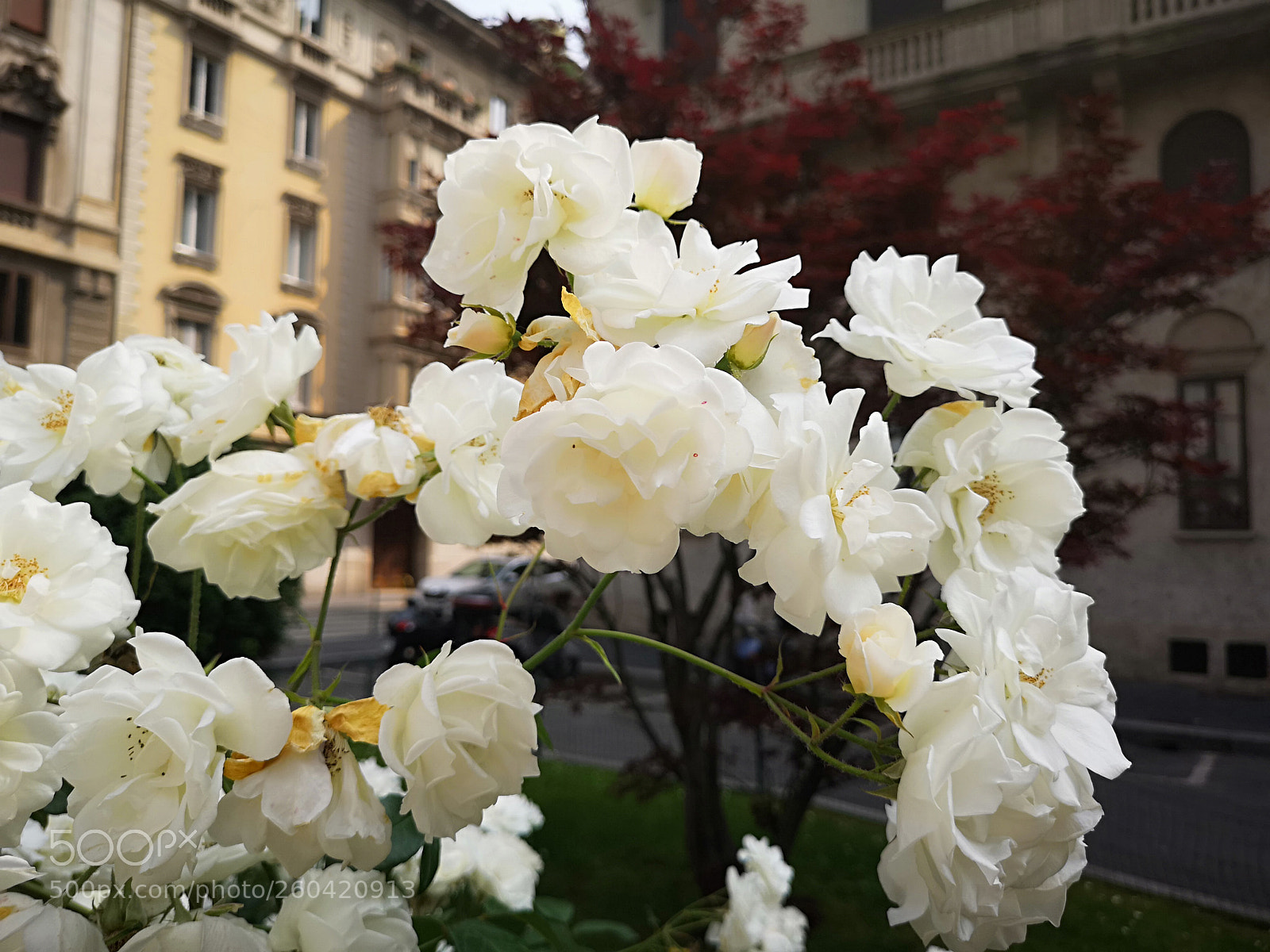 HUAWEI CLT-L09 sample photo. Flowers in the street photography